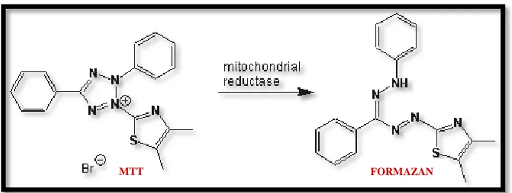Gambar 4. Reaksi Reduksi MTT menjadi Formazan 16