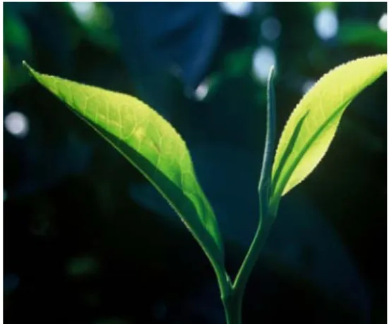 Gambar 1. Pucuk daun teh 