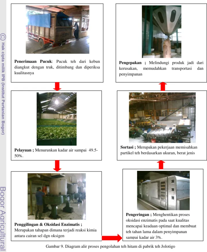 Gambar 9. Diagram alir proses pengolahan teh hitam di pabrik teh Jolotigo Penerimaan  Pucuk:  Pucuk  teh  dari  kebun 
