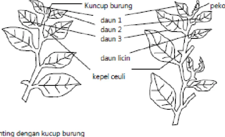 Gambar  1.  Penamaan  daun  teh  (sumber  :  Puslitbangbun) 
