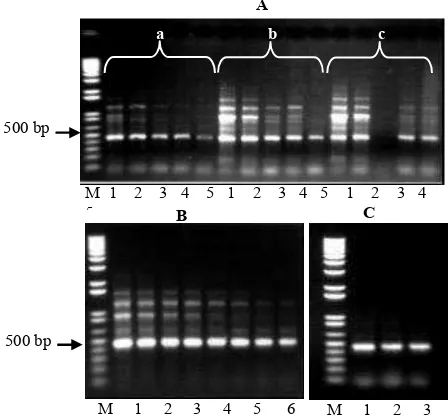 Gambar 2. Hasil RT-PCR untuk fragmen BC-htACCase pada (A) berbagai suhu penempelan dan   konsentrasi MgCl2 (lajur 1-5 berturut-turut pada suhu 55, 57, 58, 59 dan 60 0C; a, b, c berturut-turut pada konsentrasi MgCl2  1,5; 2,0 dan 3,0 mM), (B) berbagai suhu 
