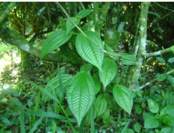 Tabel 6. Dosis dan Jenis Herbisida  