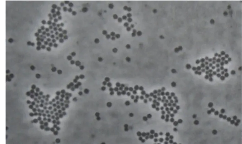 Gambar 1 Staphylococcus aureus di bawah mikroskop  dengan  perbesaran 1000x  (Ray &amp; Bhunia 2008)