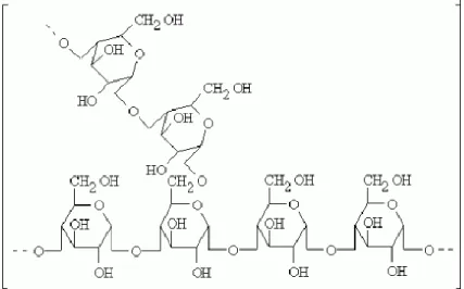 Gambar 4  Struktur amilopektin 