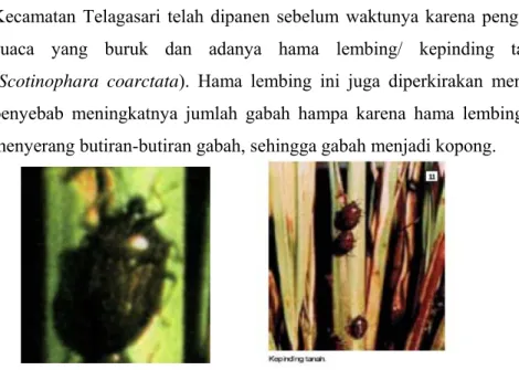 Gambar 1. Hama lembing yang menyerang padi di Kecamatan Telagasari. 