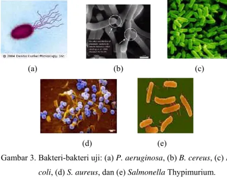 Gambar 3. Bakteri-bakteri uji: (a) P. aeruginosa, (b) B. cereus, (c) E. 