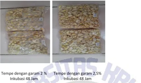 Gambar 1.  Pertumbuhan Kapang Tempe pada Fermentasi Tempe Bergaram  Pada Gambar 1 di atas dapat dilihat bahwa penambahan garam pada fermentasi  tempe  hanya  mempunyai  batas  1,75%  garam