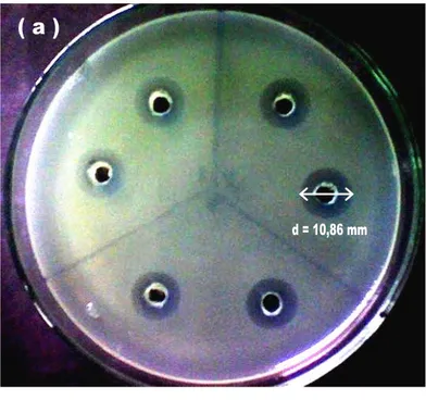 Gambar 3. Aktivitas Antimikroba Yogurt Probiotik Susu Kambing (a) Saanen  dan (b) PESA terhadap Bakteri Pseudomonas sp