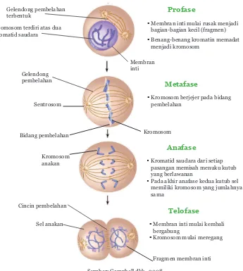 Gambar Fase- fase Pembelahan Mitosis dan Ciri Setiap Fase Pembelahan Mitosis