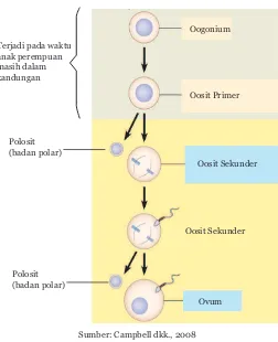 Gambar Proses Oogenesis