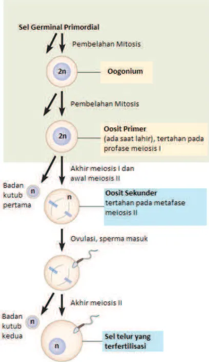 Gambar Tahapan Pembentukan Sel Telur