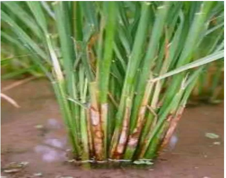 Gambar 3. Gejala penyakit hawar pelepah daun padi  Sumber: Balai Besar Penelitian Tanaman Padi (2009 )  