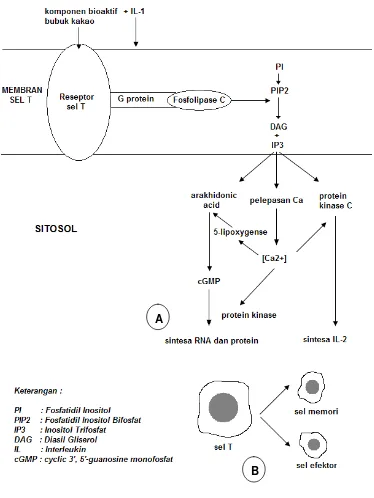 Gambar 7.  (A) Kemungkinan mekanisme biokimia aktivasi sel T oleh komponen 
