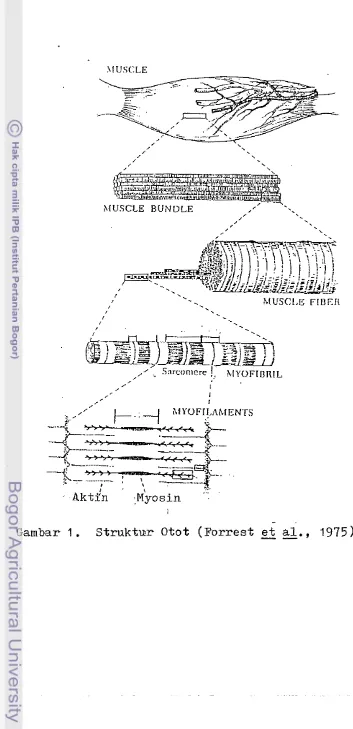 Gambar 1. _ Struktur Otot (Forrest et ai -. 