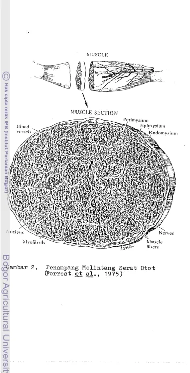 Gambar 2. Fenampang Melintang Serat Otot 1975) 