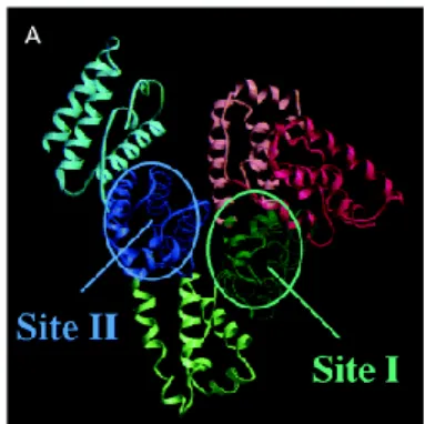 Gambar 2.  Binding site albumin 