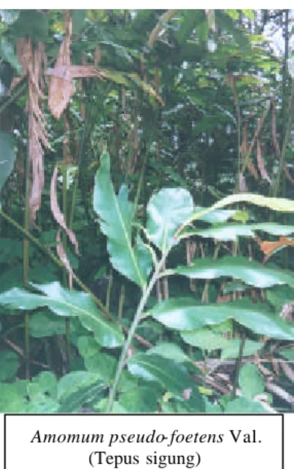 Gambar 3. Spesies Tumbuhan Pangan TNGP 