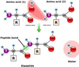 Gambar 2.4 Pembentukan Ikatan Peptida 