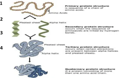Gambar  disamping;  gambar  Struktur  protein,  1)  struktur  primer,  2)  strutur  sekunder,  3)  struktur  tersier,  4)  struktur  kuarterner