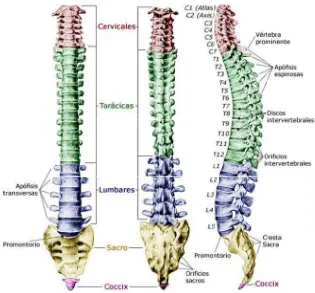 Gambar 2.1(ttampak venttral, dorsal, d