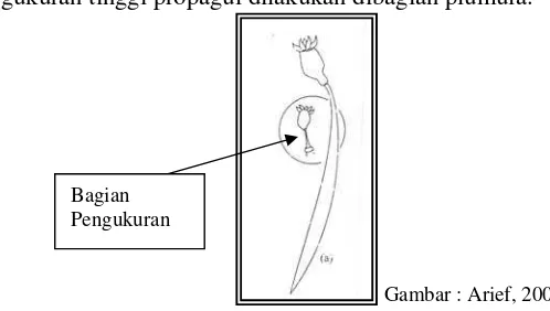 Gambar  2 Bagian Pengukuran Tinggi Propagul  