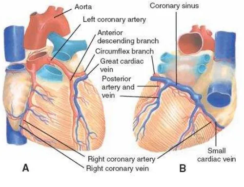 Gambar Arteri dan vena coroner 