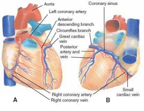 Gambar Arteri dan vena coroner 