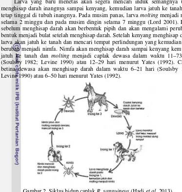 Gambar 2 Siklus hidup caplak R. sanguineus (Hadi et al. 2013)