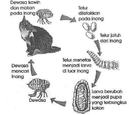 Gambar 3 Siklus hidup pinjal C. felis (Hadi et al. 2013)