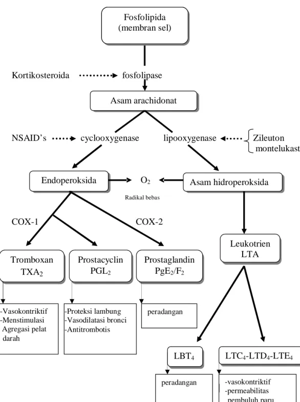 Gambar 1. Diagram Perombakan Asam Arachidonat Menjadi Prostaglandin           (Tjay dan Raharja, 2002)