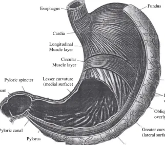 Gambar 1. Anatomi lambung (Martini,  2004) 
