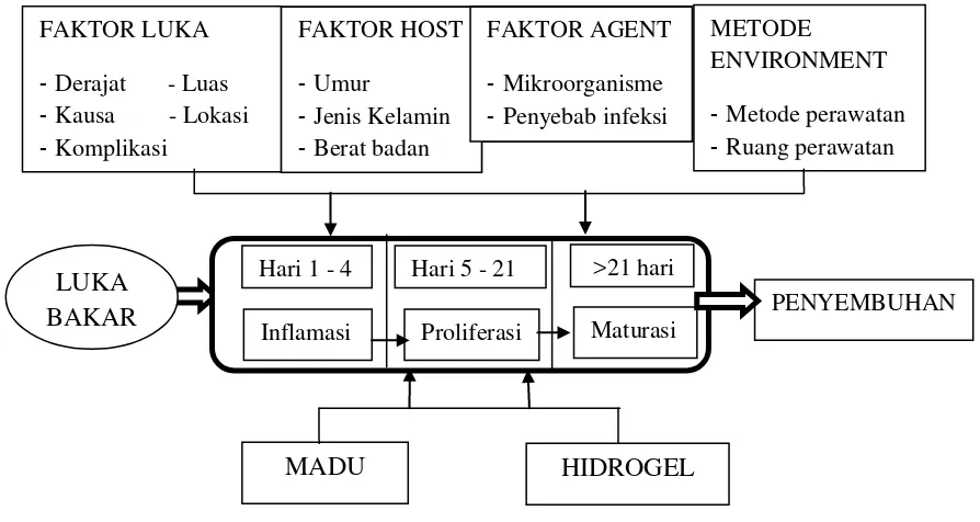 Gambar 1.  Diagram kerangka teori faktor penyembuhan luka,  penggunaan madu dan hidrogel