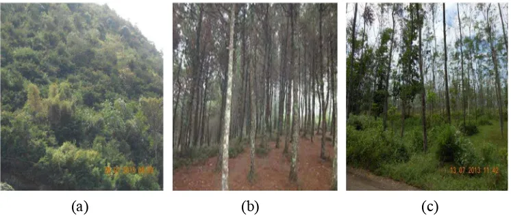Gambar 2  Tanaman Calliandra calothyrsus, Pinus merkusii, dan Ficus elastica 