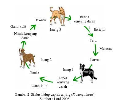 Gambar 2  Siklus hidup caplak anjing (R. sanguineus) 