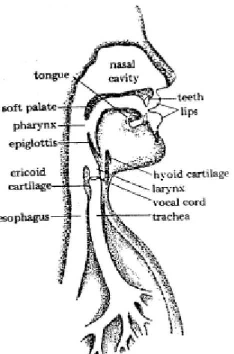 Gambar 13.13 anatomi organ vokal manusia