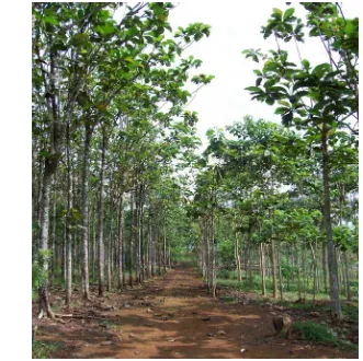 Gambar 5.3 Salah satu bentuk hutan rakyat sistem hutanjati murni dengan jarak tanam 3mx3m.