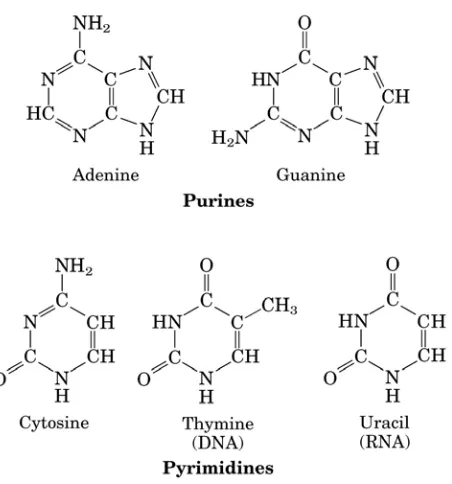 Gambar 2.2.  Struktur Purin dan Pyrimidin (Adenin dan Guanin; Cytosin, Tymin dan Urasil) 