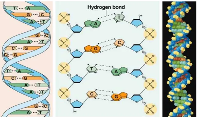 Gambar 2.4. Struktur double heliks DNA 