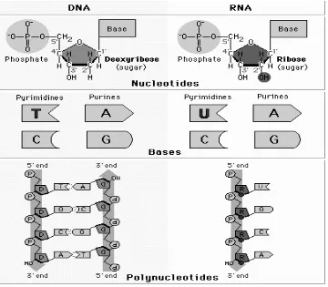 Gambar 2.5. Perbedaan DNA dan RNA 
