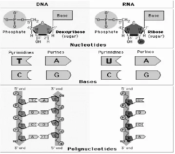 Gambar 2.5. Perbedaan DNA dan RNA 