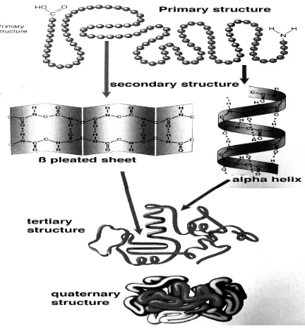 Gambar 2.7. Tingkatan struktur protein 