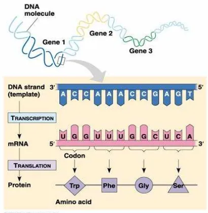 Gambar 3.1. Gen merupakan segmen DNA yang mengkode protein/ polipeptida. 