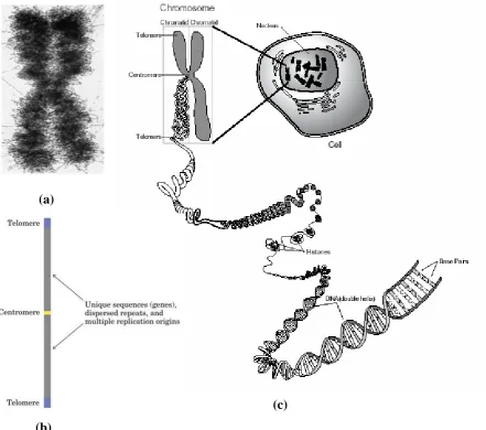 Gambar 3.3. (a) Kromosom eukariot. (b) Posisi centromer dan telomer pada kromosm  