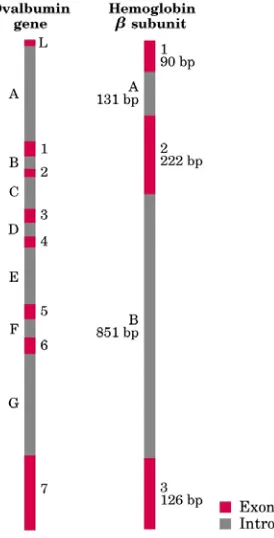 Gambar 3.4. Gen Ovalbumin dan Hemoglobin subunit β. (A, B,.... = Intron; 