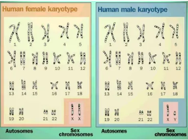 Tabel 3.1. Jumlah kromosom pada beberapa organisme. 