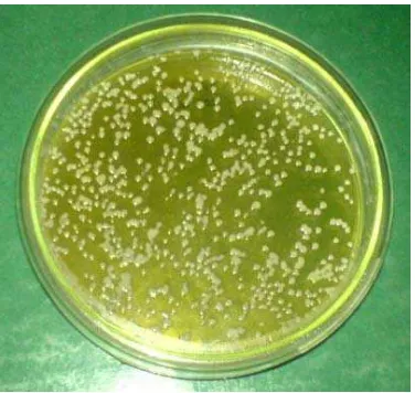 Gambar 5.1. Contoh bentuk koloni bakteri dari sampel 1. Bakteri ditumbuhkan 