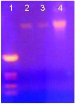 Gambar 5.2. Analisis hasil isolasi DNA genom. (1) Penanda pUC19/Hinf I, (2) DNA genom sampel 1; (3) DNA genom sampel 2; dan (3) DNA genom sampel 3
