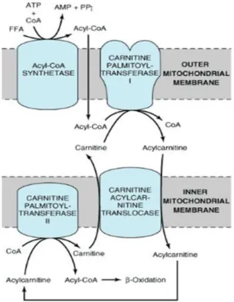 Gambar 2.5. Peran Karnitin sebagai Alat transportasi Asam Lemak     Rantai  Panjang    (Murray RK., at al : 2006) 