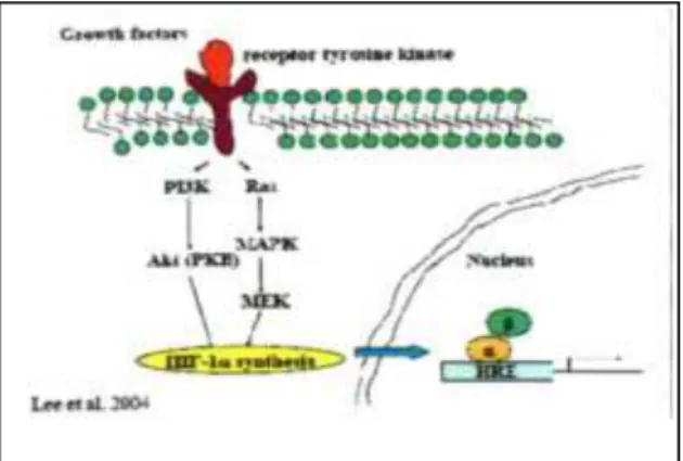 Gambar 2.11. Sintesis HIF-1α Kompleks tirosin kinase-faktor pertumbuhan sintesis HIF-1α melalui  jalur Ras—MAPK ( Sumber: Lee JW, at al