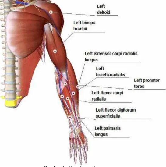 Gambar 1. Muscles of Arms  (Sumber : http://human.biodigital.com/) 